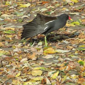 Common Moorhen