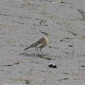 Water Pipit