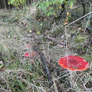 Fly Agaric