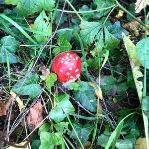 Fly Agaric