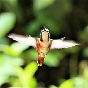 White-bellied Woodstar