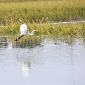 Great Egret