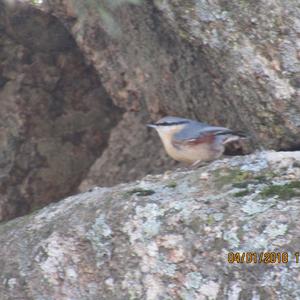 Wood Nuthatch