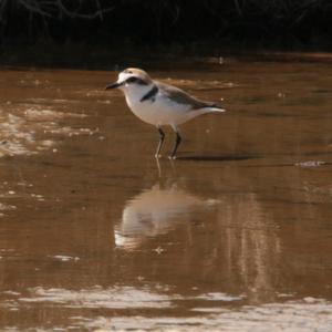 Kentish Plover