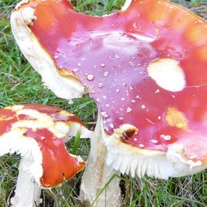 Fly Agaric