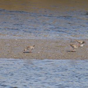 Common Redshank