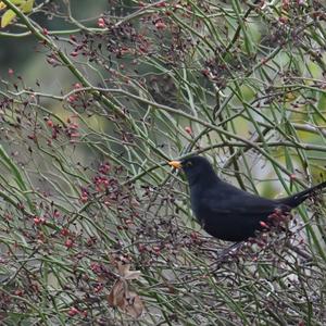 Eurasian Blackbird