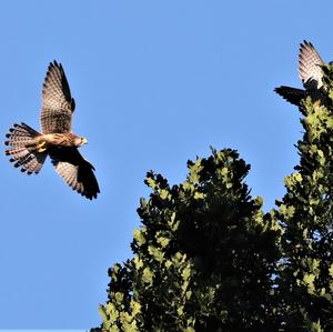 Common Kestrel