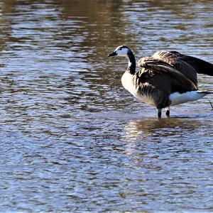 Canada Goose