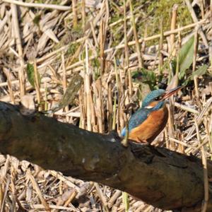 Common Kingfisher