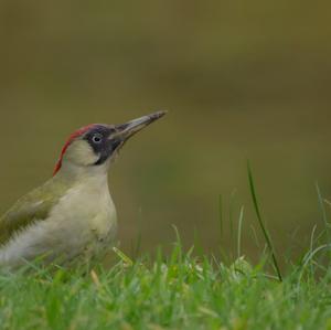 Eurasian Green Woodpecker