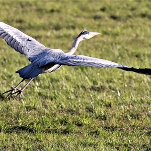 Grey Heron