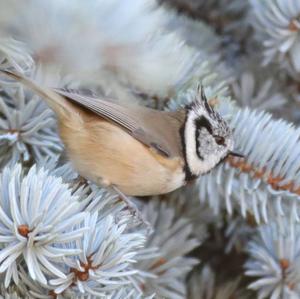 Crested Tit