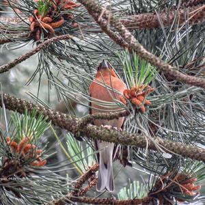 Eurasian Chaffinch