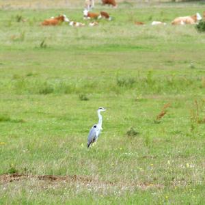 Grey Heron