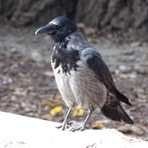 Hooded Crow