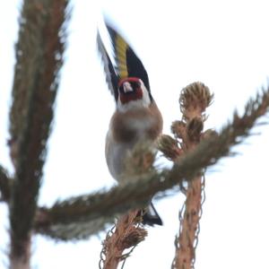 European Goldfinch