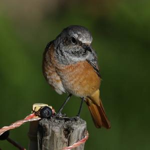 Common Redstart