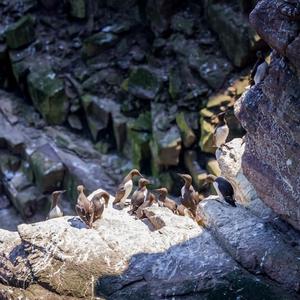 Common Guillemot