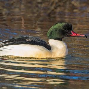 Common Merganser