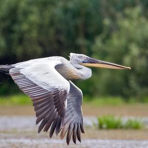 Dalmatian Pelican