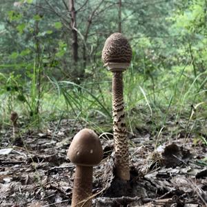 Parasol Mushroom