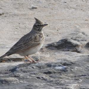 Thekla Lark