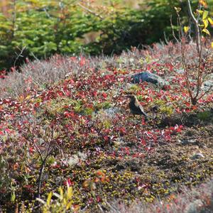 Rusty Blackbird