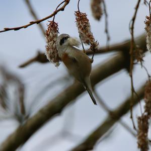 Eurasian Penduline-tit