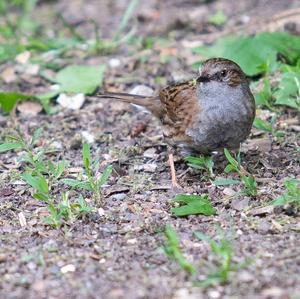 Hedge Accentor