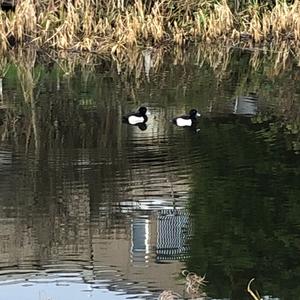 Tufted Duck