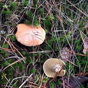 Variegated Bolete