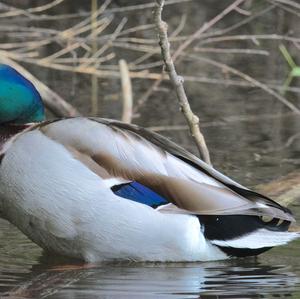 Mallard