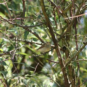 Bonelli's Warbler