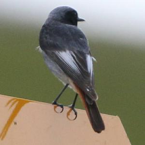 Black Redstart