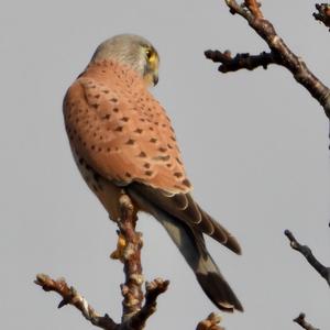 Common Kestrel