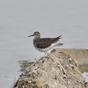 Wood Sandpiper