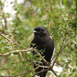 Magpie Shrike