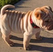 Chinese Shar-Pei