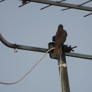 Common Starling