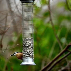 Wood Nuthatch