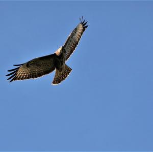 Common Buzzard