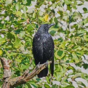 Common Raven