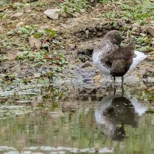 Waldwasserläufer