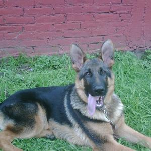 German Shepherd