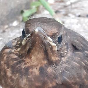 Eurasian Blackbird