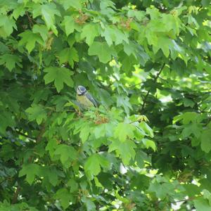 Blue Tit