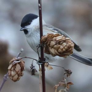 Marsh Tit