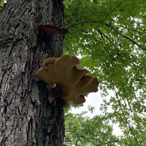 Dryad`s Saddle