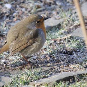 European Robin